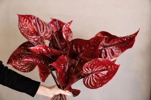 【周四团购】荷冠尼诺复古红掌69.8元 2人拼团 商品图3