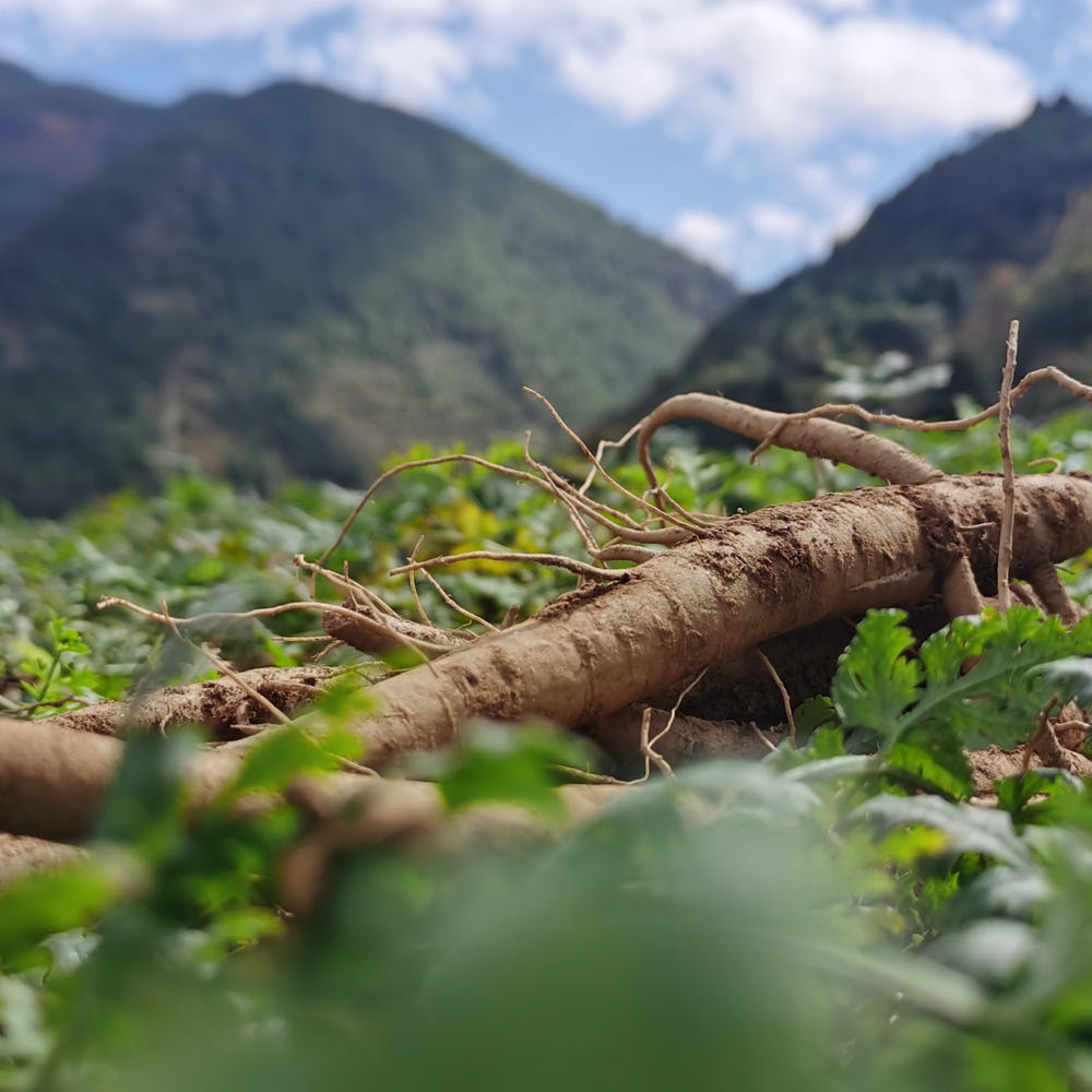大凉山会理 绿色健康 软糯甜 鲜当归