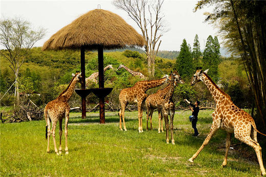 【酒店】湖州长颈鹿庄园酒店 野奢房自驾套餐 商品图0