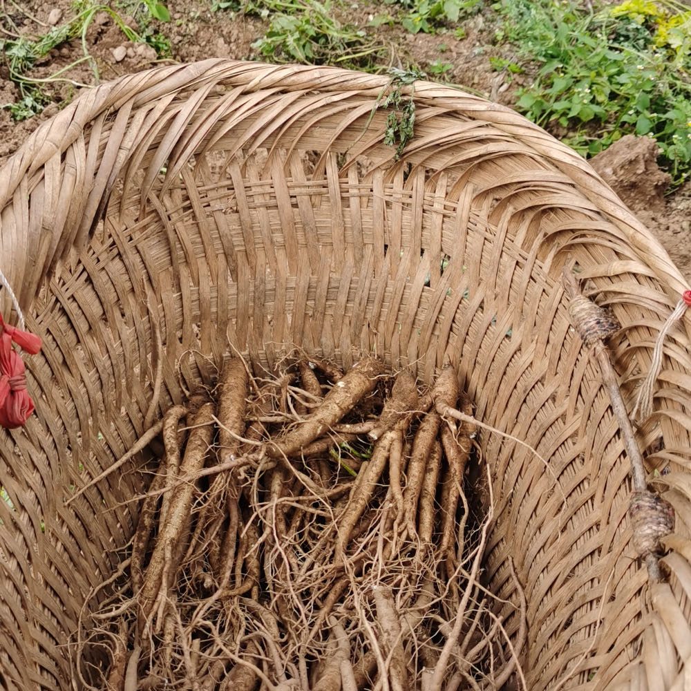 大凉山会理 绿色健康 软糯甜 鲜当归
