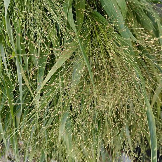 喷泉草 商品图1