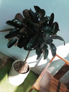 圆水泥盆—橡皮榕