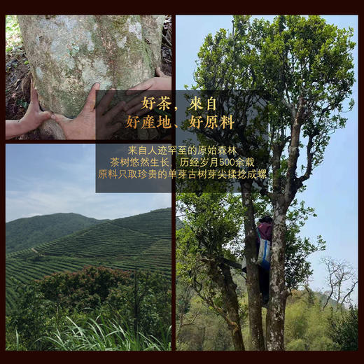 吉顺号高端古树红茶 云南凤庆特产滇红茶蜜香金螺红茶2026年春茶叶 商品图4