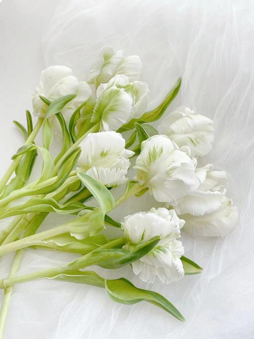 【周四团购】白鹦哥郁金香69.8元  2人拼团 商品图2