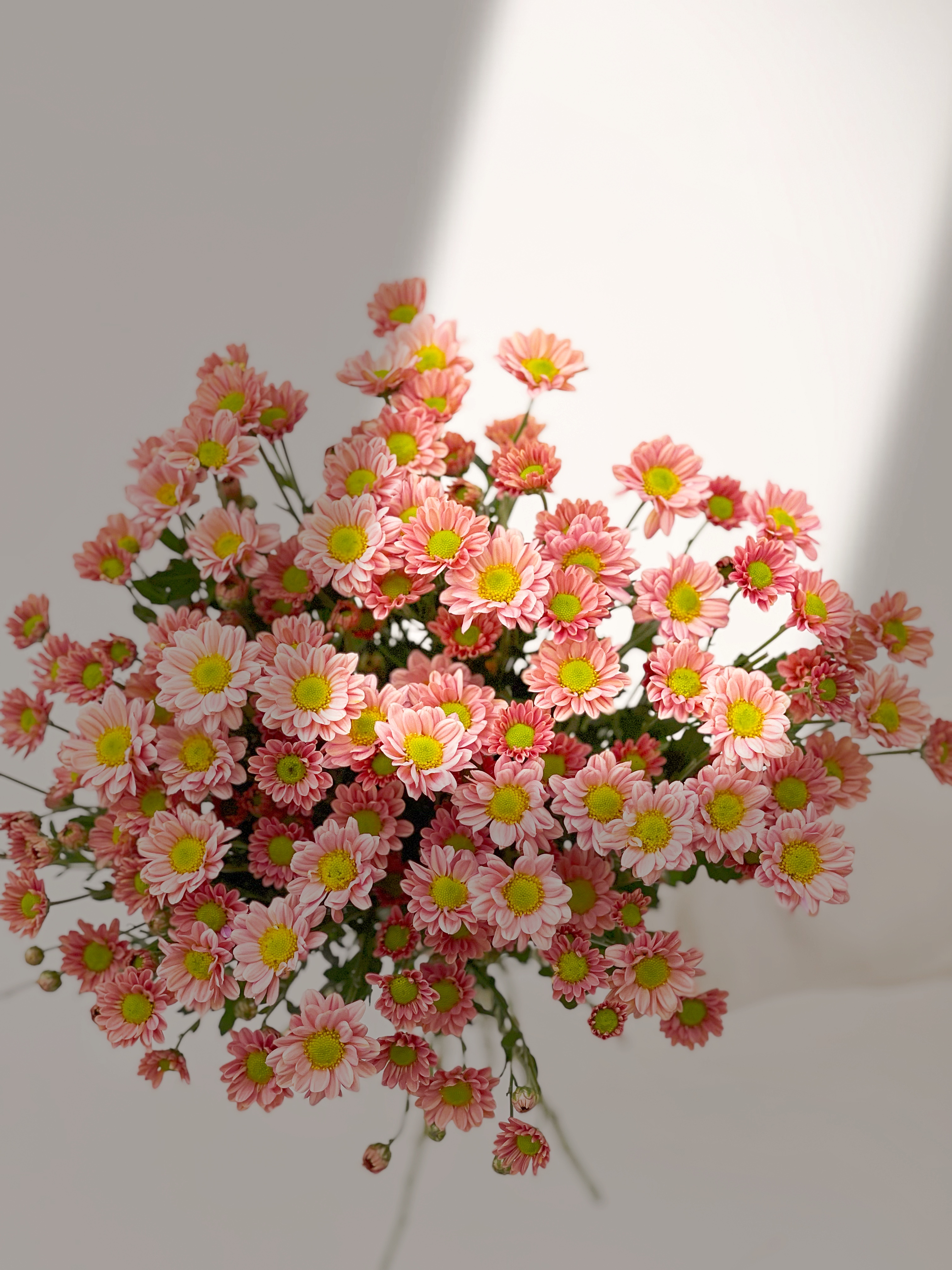 【周四团购】三文鱼秋色雏菊一把39.8元 2人拼团