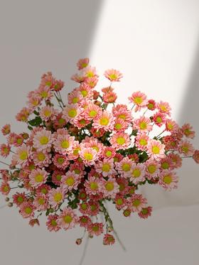 【周四团购】三文鱼秋色雏菊一把39.8元 2人拼团