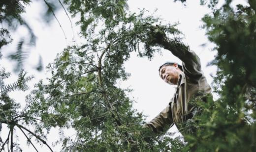 【深入诸暨承包千年古树 】 浙江诸暨千年古树香榧子 2022新产季 时间醇厚滋味 商品图3