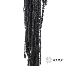 永生花材 ｜ 吊米黑珍珠