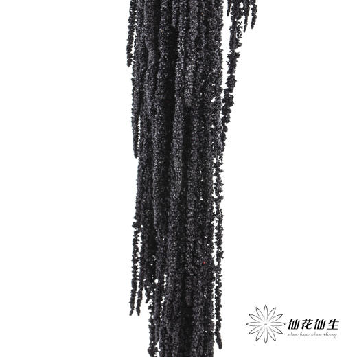 永生花材 ｜ 吊米黑珍珠 商品图0