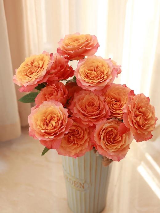 【周四秒杀】火灵鸟玫瑰一份10支49.8元 商品图2