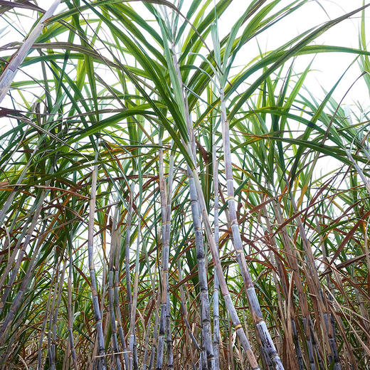 【云南有机老黑糖&红糖&老冰糖】传统古法手工熬制 原料只有云南老甘蔗 商品图8