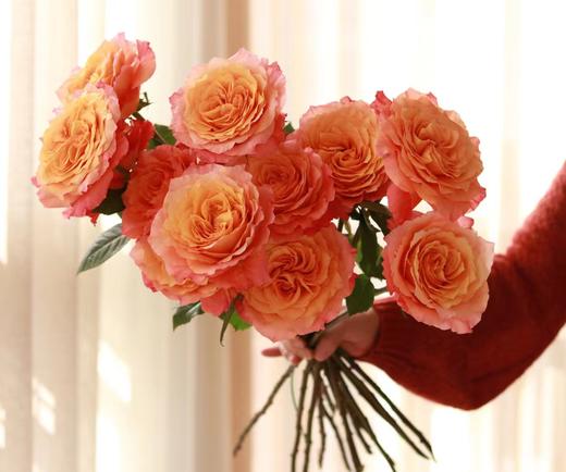 【周四秒杀】火灵鸟玫瑰一份10支49.8元 商品图1