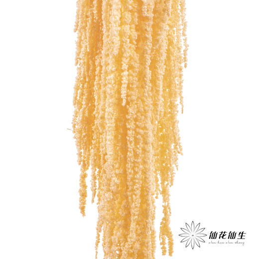 永生花材 ｜ 吊米橘子汽水 商品图0