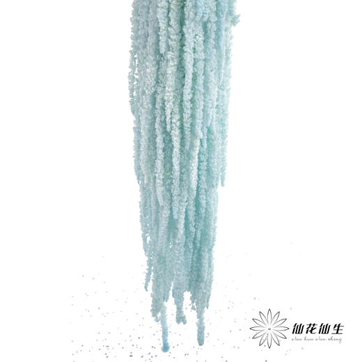 永生花材 ｜ 吊米浅蓝 商品图2