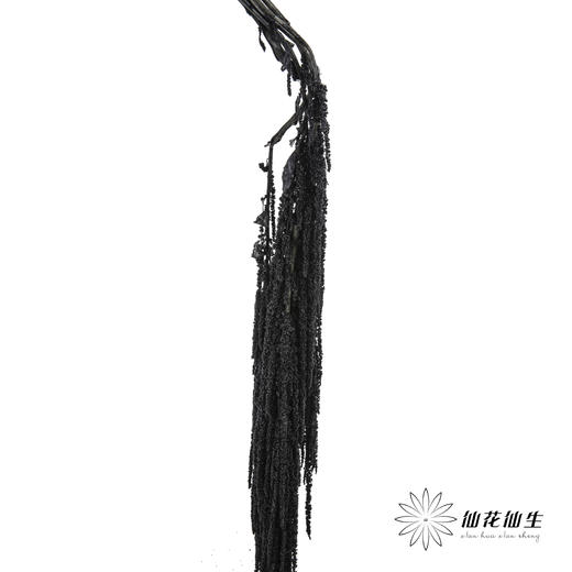 永生花材 ｜ 吊米黑珍珠 商品图3