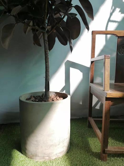 圆水泥盆—橡皮榕 商品图3