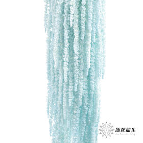 永生花材 ｜ 吊米浅蓝
