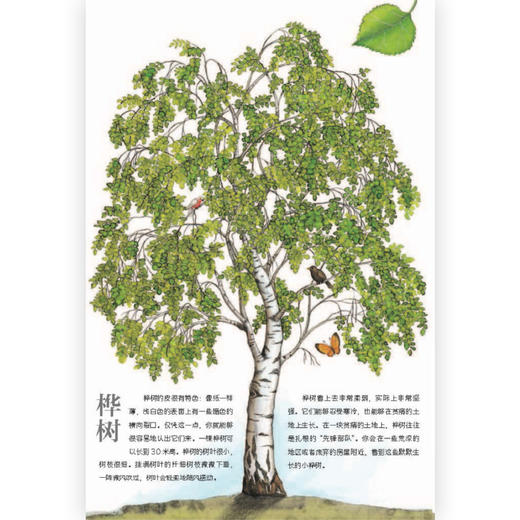 后浪正版 树的自然课 6岁以上少儿科普图画书 植物百科树木科普 浪花朵朵童书 商品图1