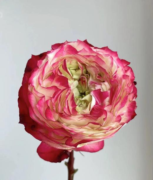 【拍市玫瑰】苹果酱 10枝/扎  约60公分 商品图1