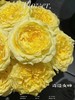 奇迹女神玫瑰【因为有你 我愿永远站在波涛之巅】简小姐精选 新品 玫瑰奇迹女神9+1枝(防花损）2件包邮 下单后5天内发货 商品缩略图6