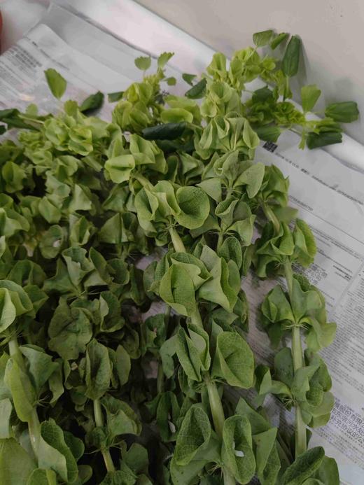 【妩媚多娇】贝壳草  若干枝/扎 商品图7