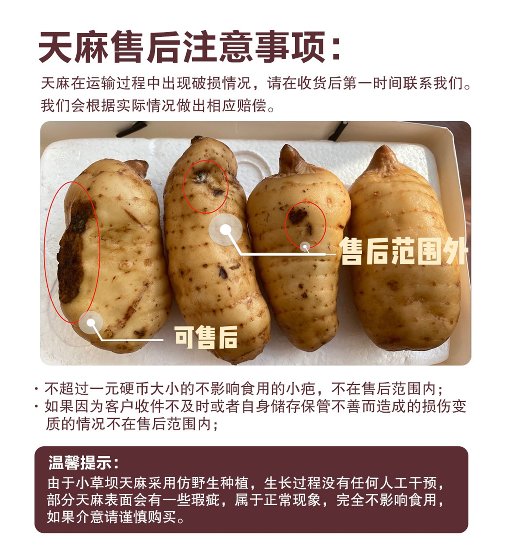 7发货【当季鲜货】小草坝鲜天麻 肉厚饱满 洁白浆汁 回味甘甜 天麻素