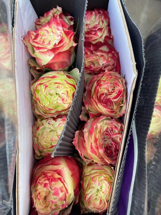 【拍市玫瑰】苹果酱 10枝/扎  约60公分 商品图5