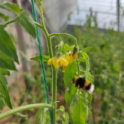 阳柿子草莓水果番茄3/4.5斤  （48-72小时发货  下雨延迟发货） 商品图14