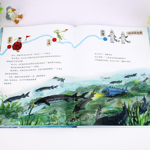 水中国宝中华鲟 商品图13