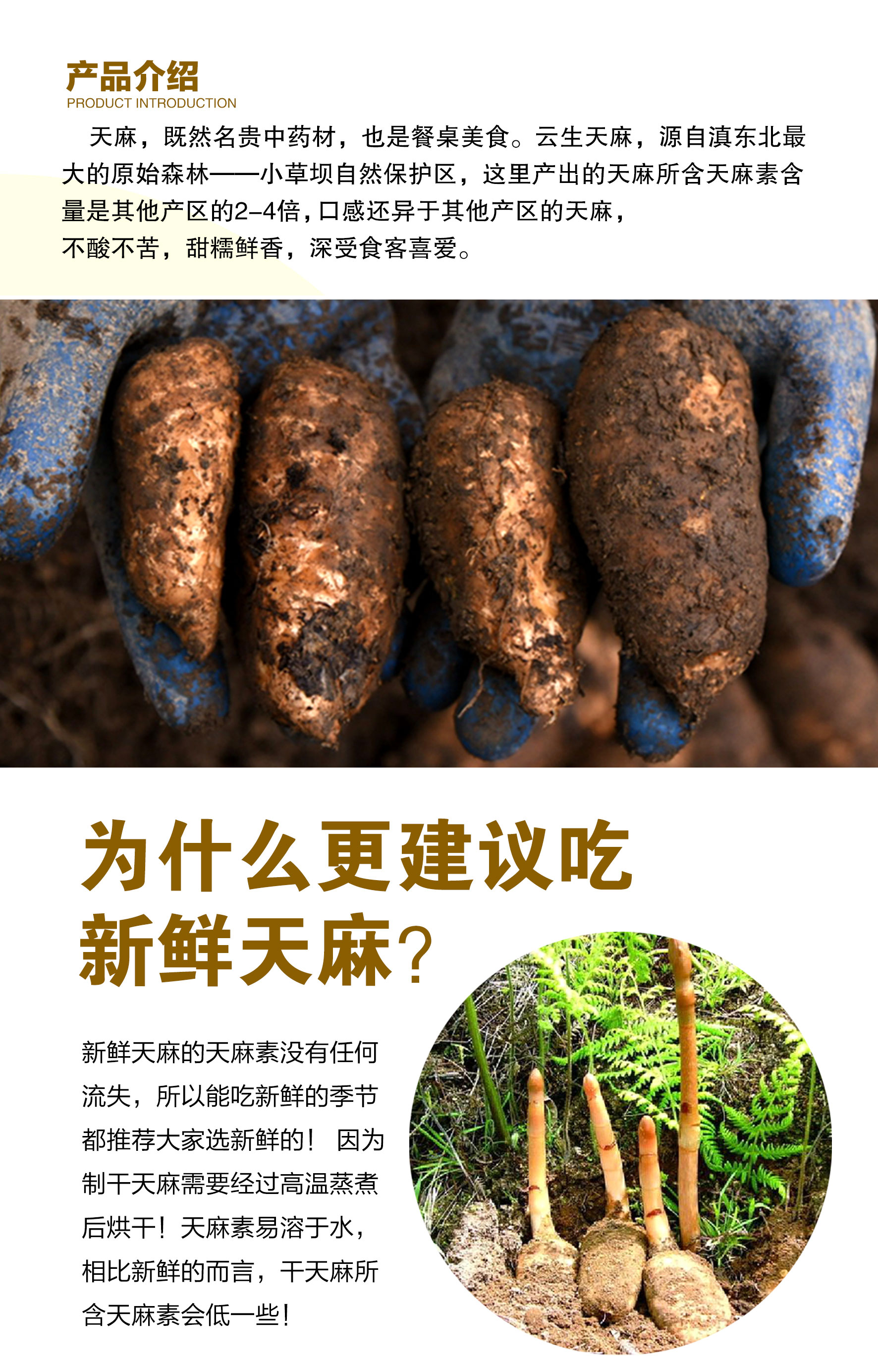 7发货【当季鲜货】小草坝鲜天麻 肉厚饱满 洁白浆汁 回味甘甜 天麻素