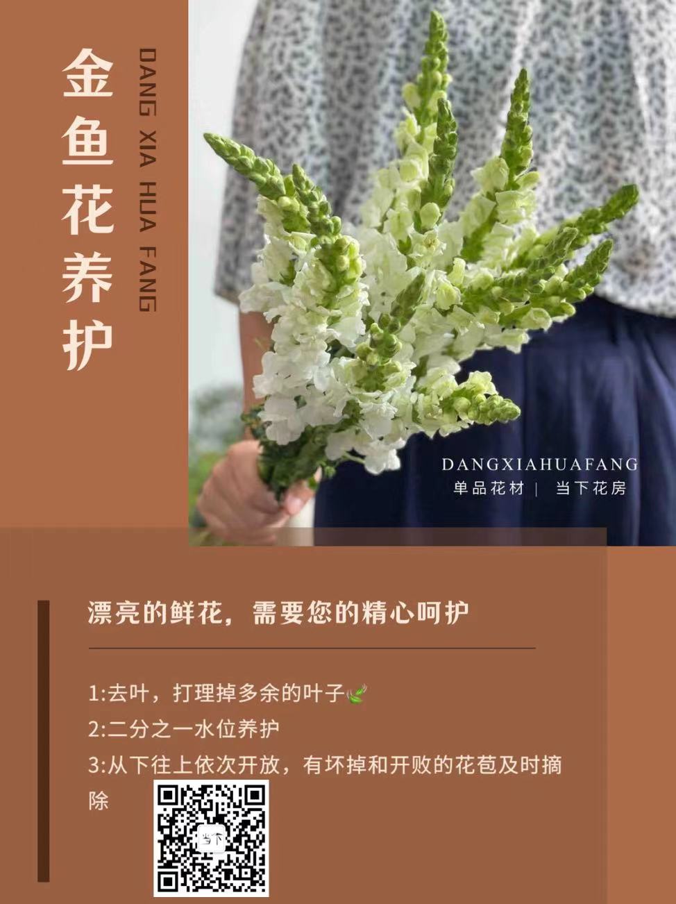 双色粉金鱼草 5支 份第二份0 1元奶呼呼的颜色好可爱花型像小金鱼 当下花房