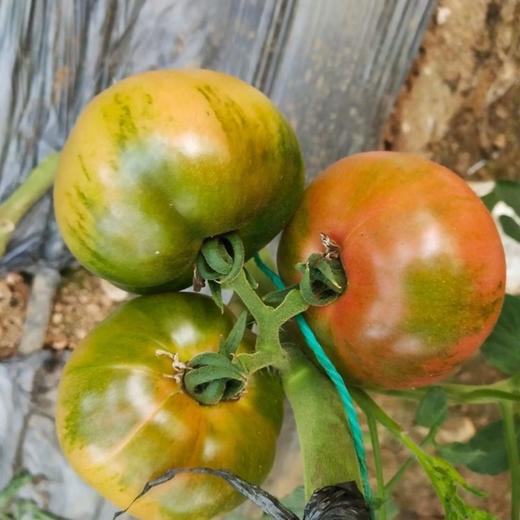 阳柿子草莓水果番茄3/4.5斤  （48-72小时发货  下雨延迟发货） 商品图7