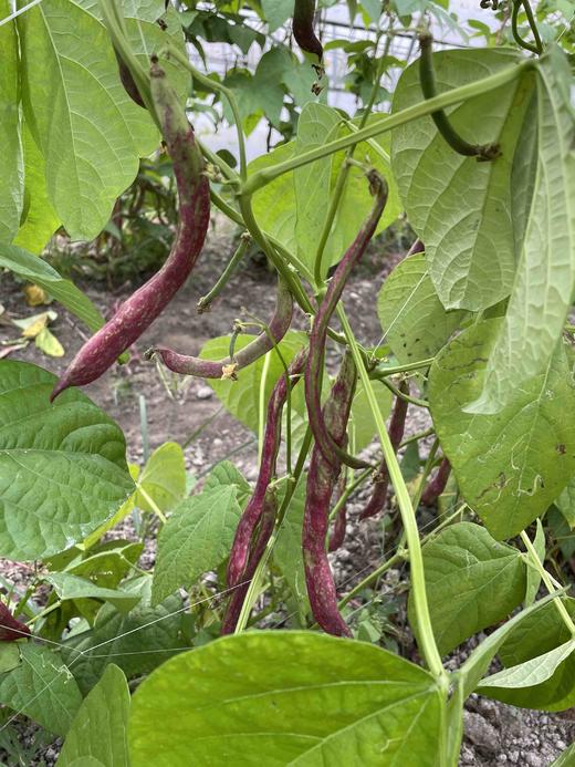 红芸豆 300g 商品图0