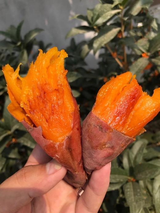 山东烟薯25号溏心新鲜蜜薯 商品图1