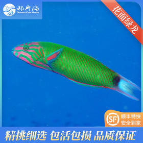 花面绿龙Thalassoma lunare