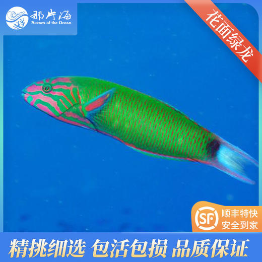 花面绿龙Thalassoma lunare 商品图0