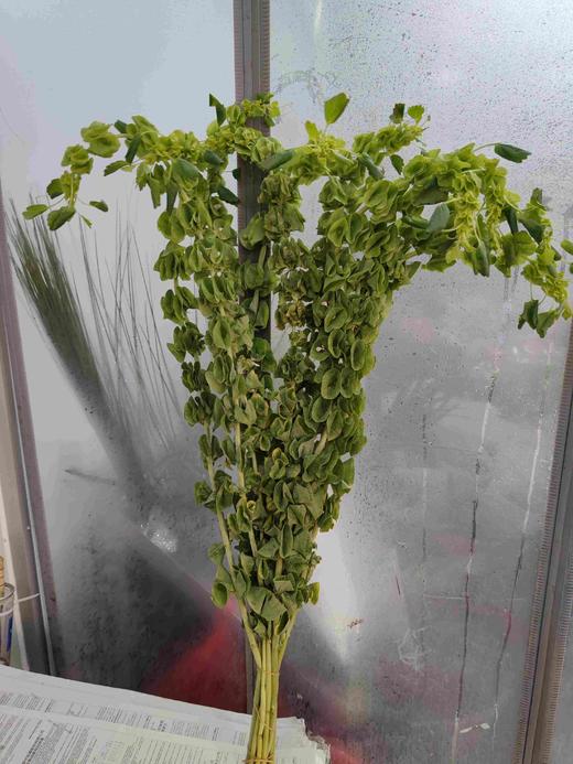 【妩媚多娇】贝壳草  若干枝/扎 商品图8