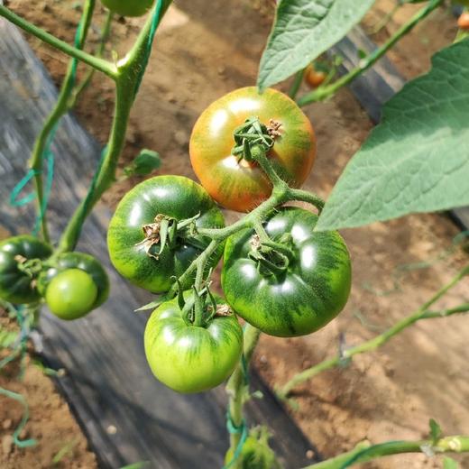 阳柿子草莓水果番茄3/4.5斤  （48-72小时发货  下雨延迟发货） 商品图11