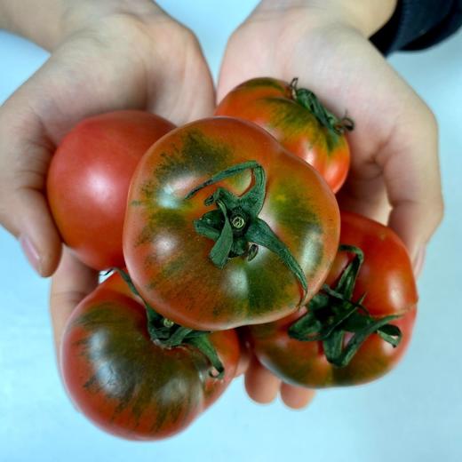 阳柿子草莓水果番茄3/4.5斤  （48-72小时发货  下雨延迟发货） 商品图6