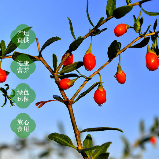 西北靖远  红枸杞  250g*2罐 商品图2