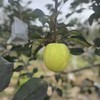 新国货-瑞阳瑞雪苹果 商品缩略图5