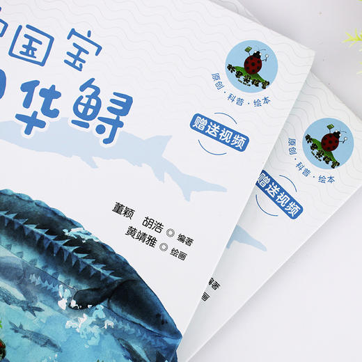 水中国宝中华鲟 商品图8