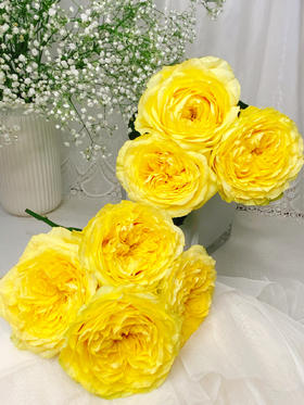 奇迹女神玫瑰【因为有你 我愿永远站在波涛之巅】简小姐精选 新品 玫瑰奇迹女神9+1枝(防花损）2件包邮 下单后5天内发货