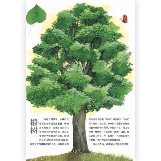后浪正版 树的自然课 6岁以上少儿科普图画书 植物百科树木科普 浪花朵朵童书 商品图3