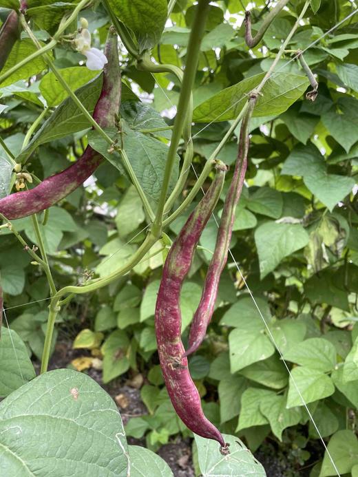 红芸豆 300g 商品图1