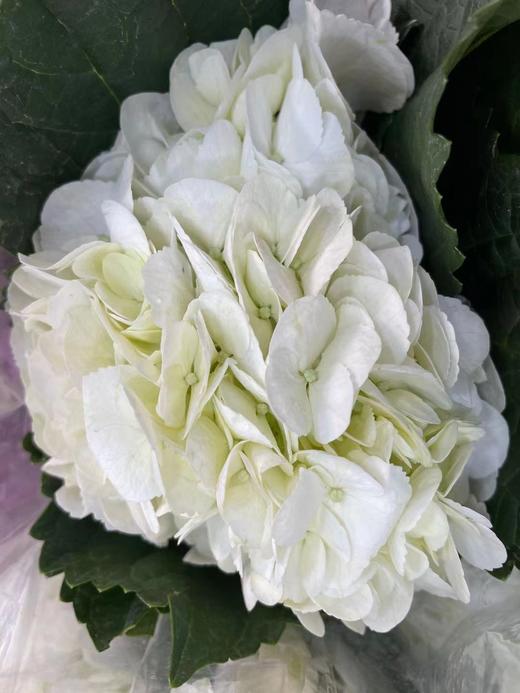 【国产绣球】白色 单枝 商品图4