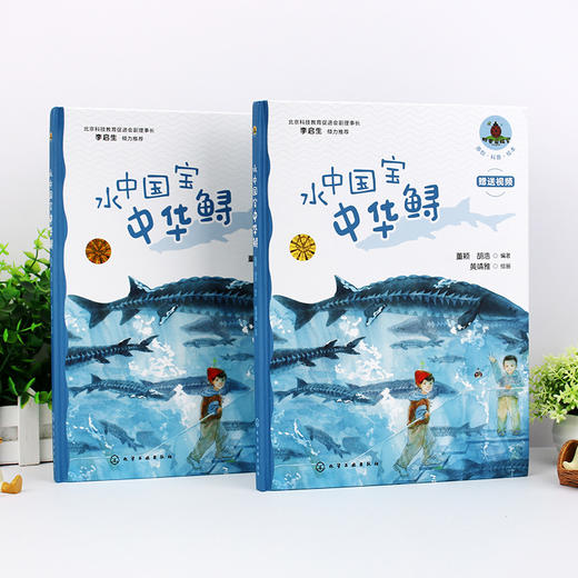 水中国宝中华鲟 商品图1