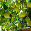【无酸柚惑】梅州沙田柚  柚子 梅州柚子 编织袋/彩箱/麻袋 商品缩略图5
