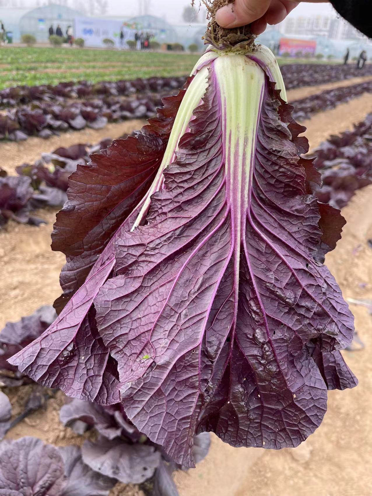 069.9绿油麦菜,紫油麦菜种子069.9五彩甜椒种子0614.