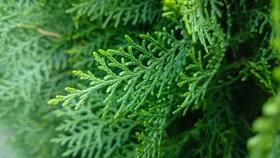 草木护发 | 自然、纯净、求真，健康洗护的另一种表达